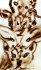 2010 - Live sand drawing (animals) for the play "Cet animal qui nous (…)